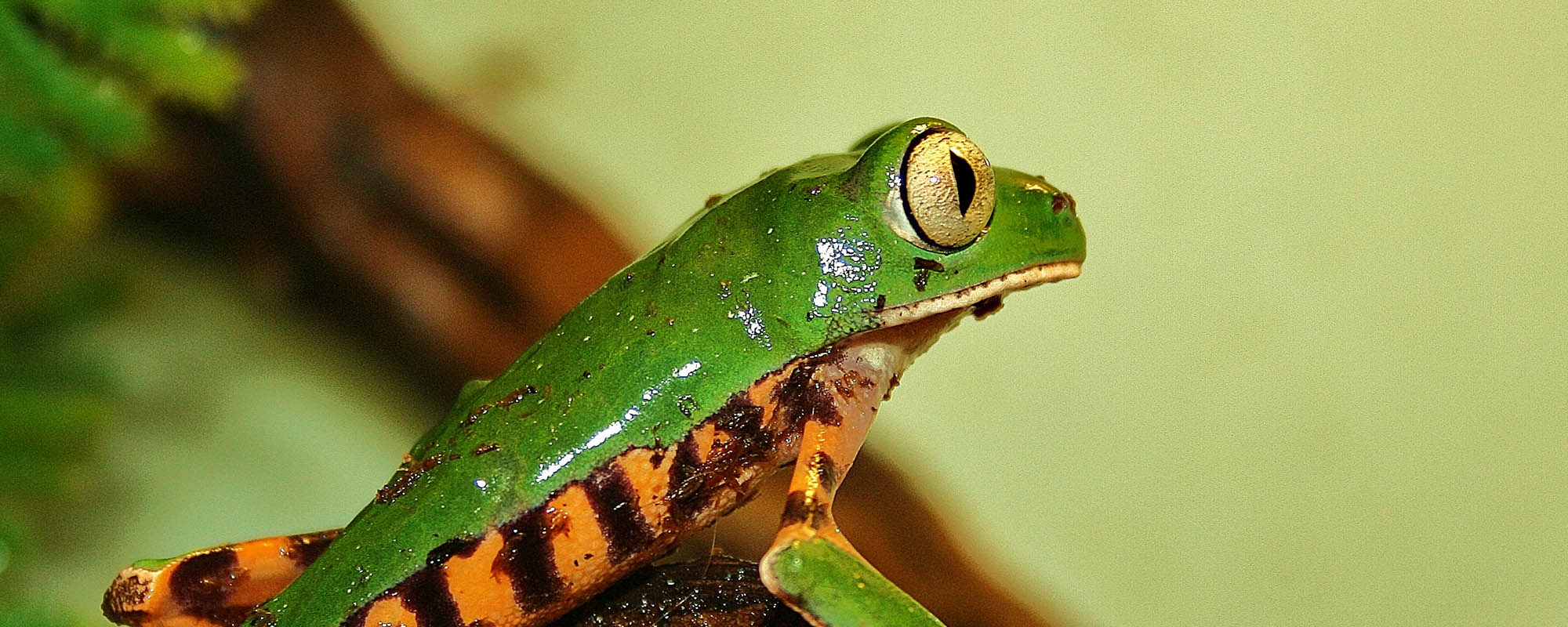 Amfibieën