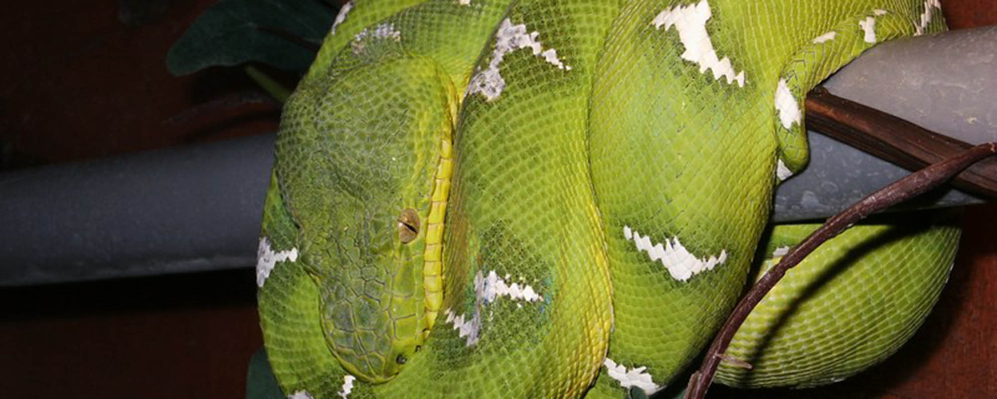 Reptielen