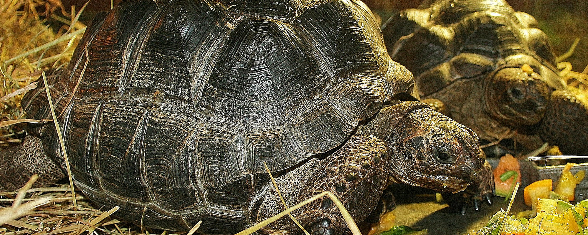 reptielen05